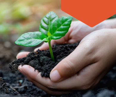 Hands holding a young green plant in fertile soil