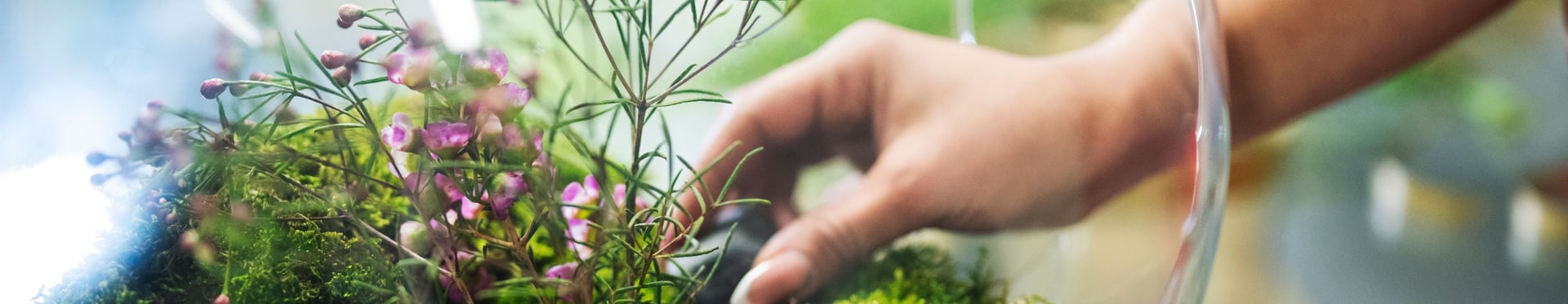 Impact Ecosystemen